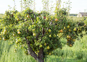 Williams-Birne – mehr als nur eine Birne