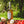INPETTO - Olivenöl extra vergine - Arbequina