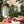 INPETTO - Olivenöl extra vergine - Arbequina, 500ml - feinkostinpetto - Delikatessen, Feinkost, feinkostinpetto, inpetto, inpetto-feinkost, inpettofeinkost, Mediterrane Küche, Olivenöl, Öl - inpetto.shop inpetto feinkostinpetto
